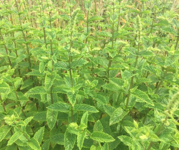 Menthe Marocaine BIO – Image 2