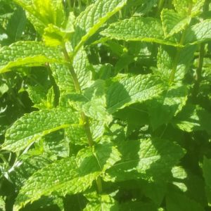 Menthe-marocaine3-300x300
