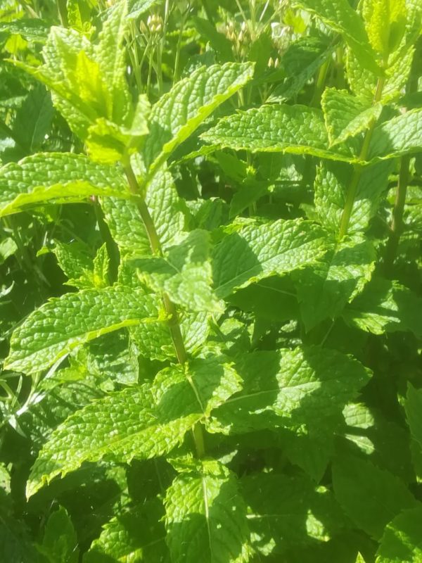Menthe Marocaine BIO