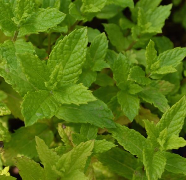 Menthe Marocaine BIO – Image 3