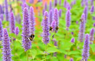 Agastache-e1569405777774-389x250