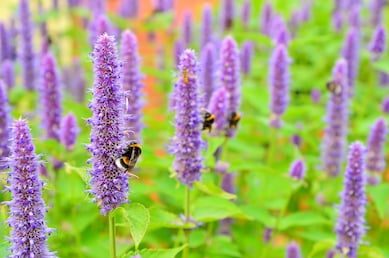 Agastache-e1569405777774