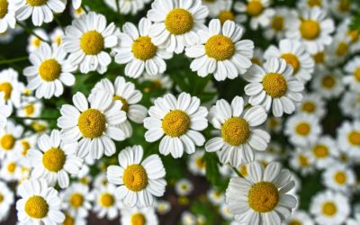 chamomile-3489847_1920-400x250