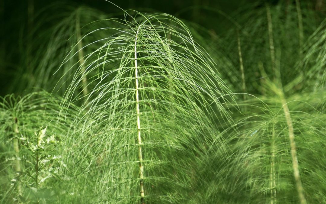 Les décoctions, pour renforcer les défenses de vos plantes