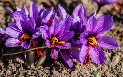 saffron-1136778_1920-400x250