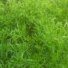 Camomille romaine BIO