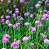 Ciboulette commune BIO