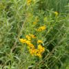 Estragon mexicain BIO