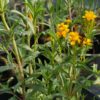 Estragon mexicain BIO – Image 2