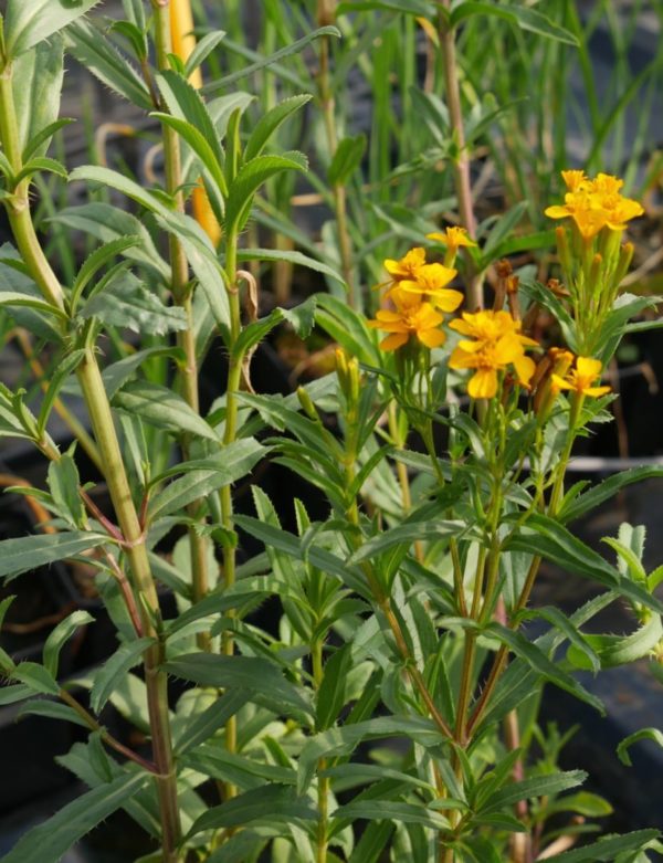 Estragon mexicain BIO – Image 2