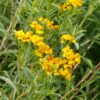 Estragon mexicain BIO – Image 3