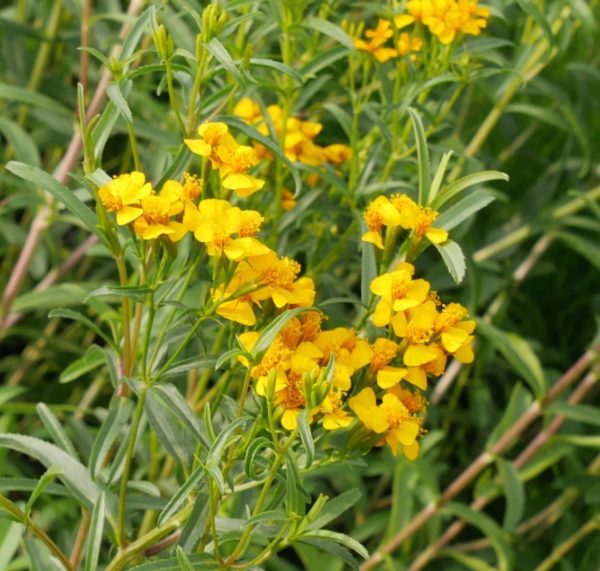 Estragon mexicain BIO – Image 3