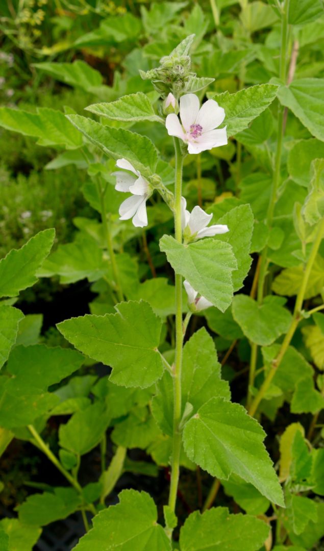 Guimauve officinale BIO