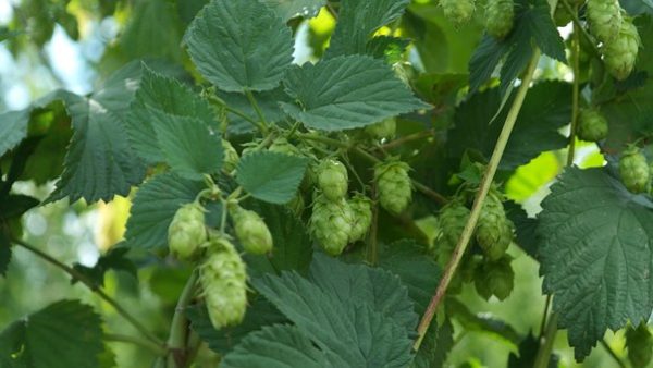 Houblon BIO