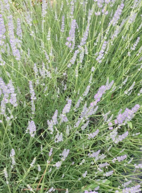 Lavande officinale BIO – Image 3