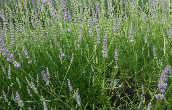 Lavande officinale BIO – Image 2