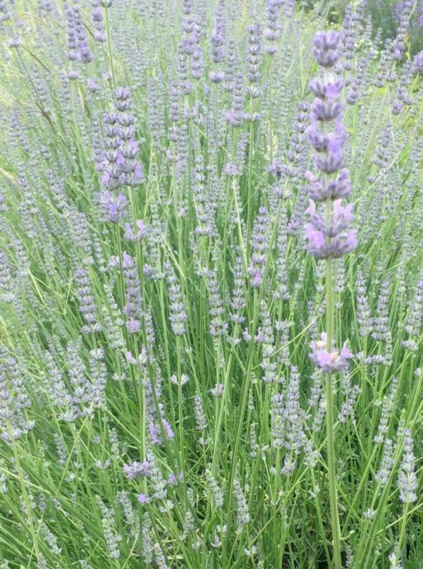 Lavande officinale BIO