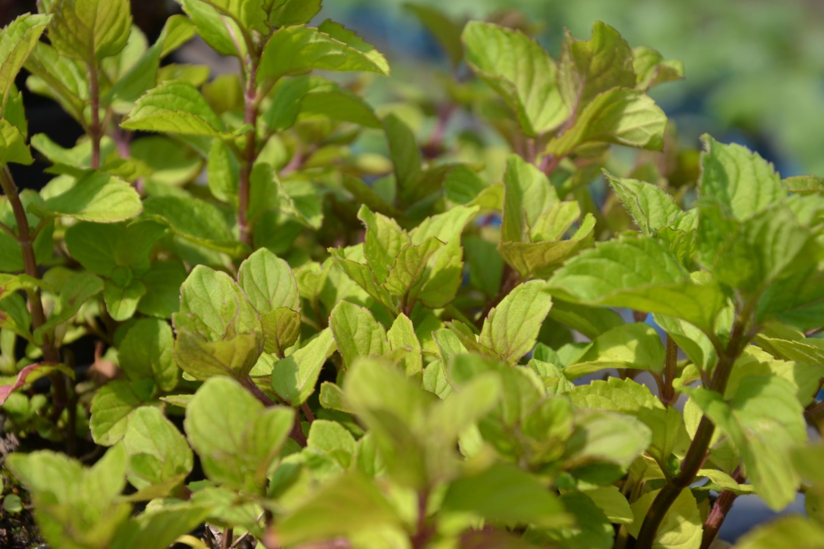 Mentha citrata (menthe citronnée)