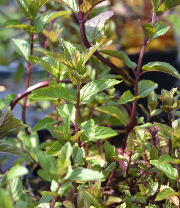 Menthe chocolat BIO – Image 2