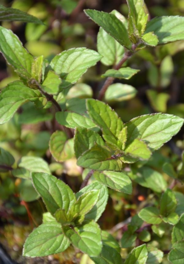 Menthe chocolat BIO