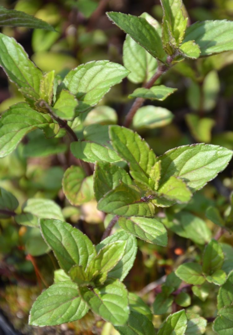 Menthe chocolat - Vente Mentha piperita Chocolate - Plant