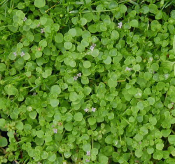 Menthe corse BIO