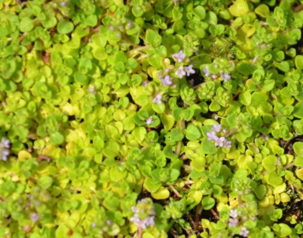 Menthe corse BIO – Image 3