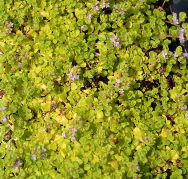 Menthe corse BIO – Image 2