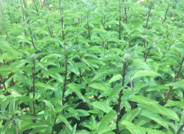 Menthe poivrée Bio France - Digestion, Stress - Naturist Plantes