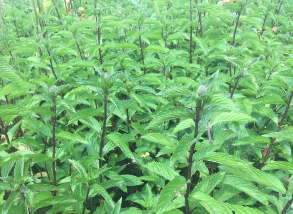 Menthe poivrée BIO – Image 2