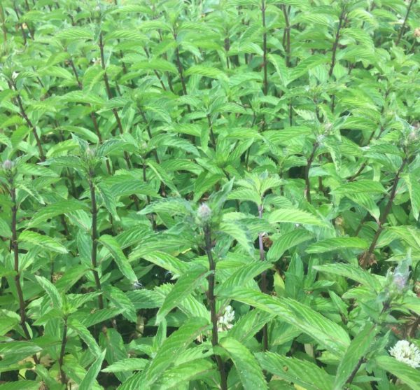Menthe poivrée BIO