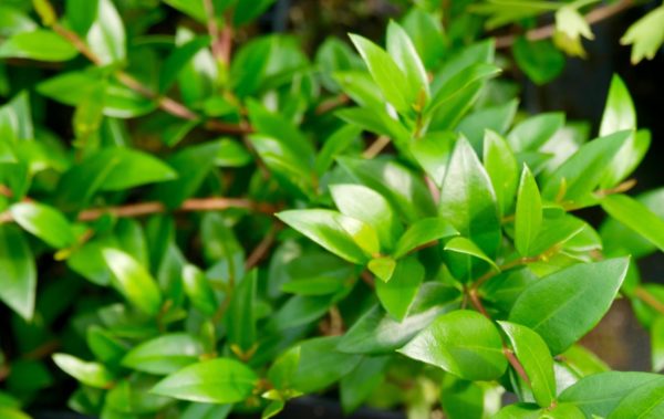 Myrte BIO – Image 2