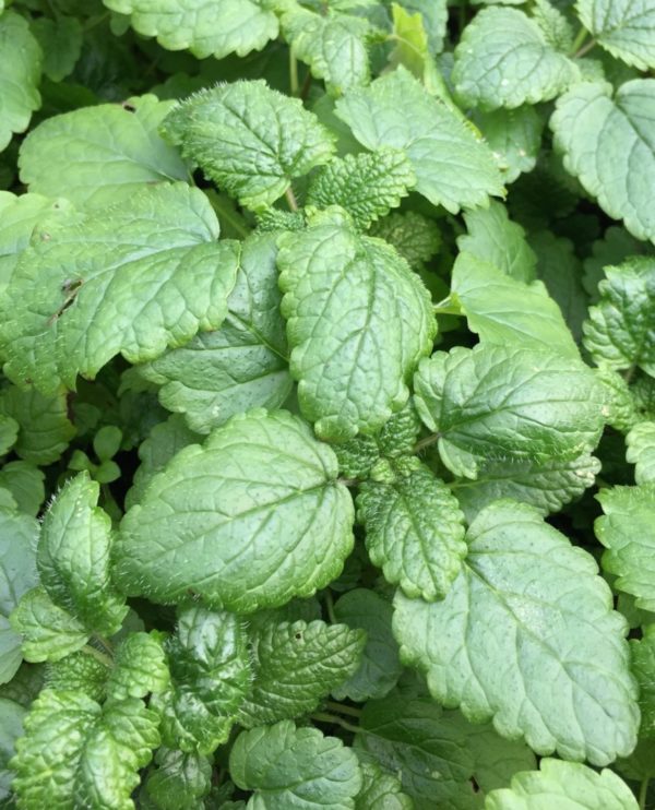 Mélisse officinale BIO