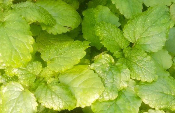 Mélisse officinale BIO – Image 2