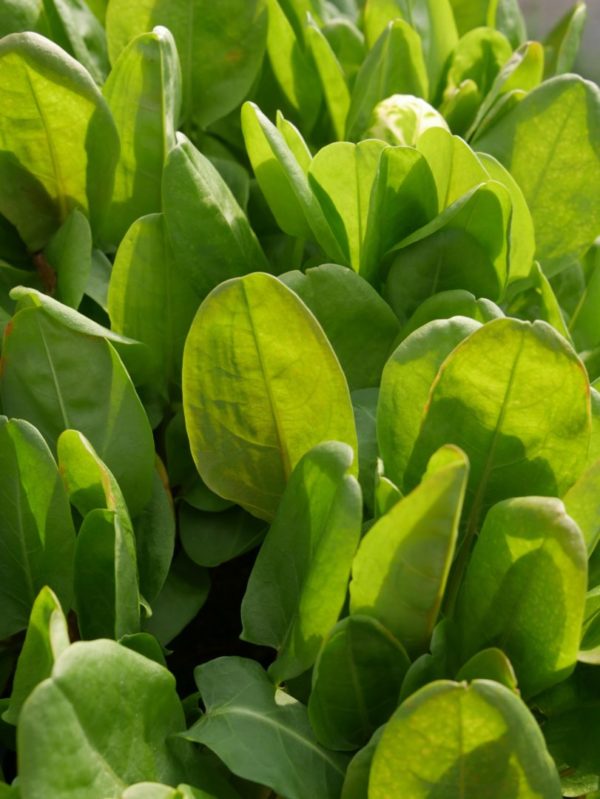 Oseille vierge BIO