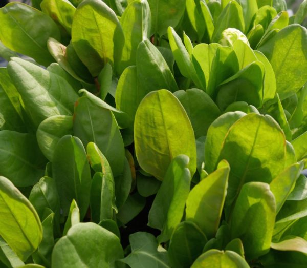 Oseille vierge BIO – Image 2