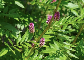 Réglisse BIO