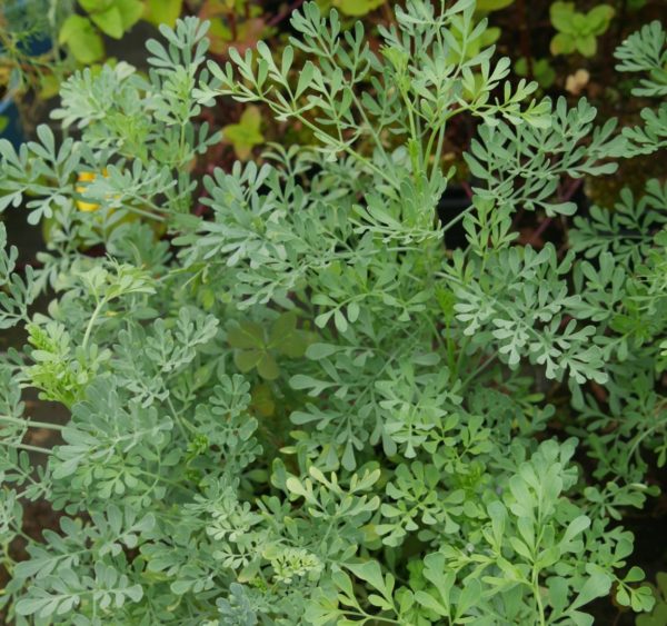 Rue fétide BIO – Image 2