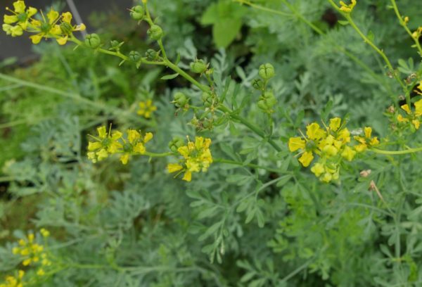Rue fétide BIO