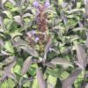 Sauge officinale pourpre BIO – Image 2
