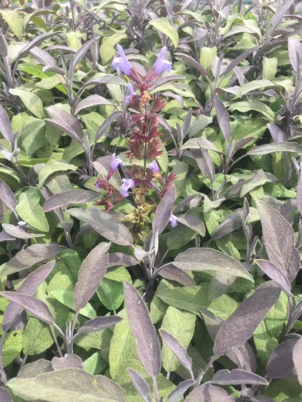 Sauge officinale pourpre BIO – Image 2