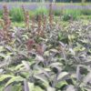 Sauge officinale pourpre BIO – Image 3