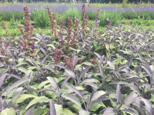 Sauge officinale pourpre BIO – Image 3