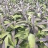Sauge officinale pourpre BIO