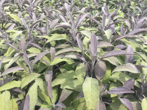 Sauge officinale pourpre BIO