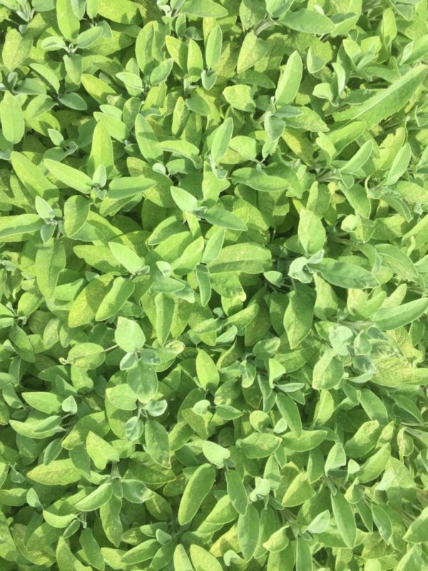Sauge officinale verte BIO – Image 3