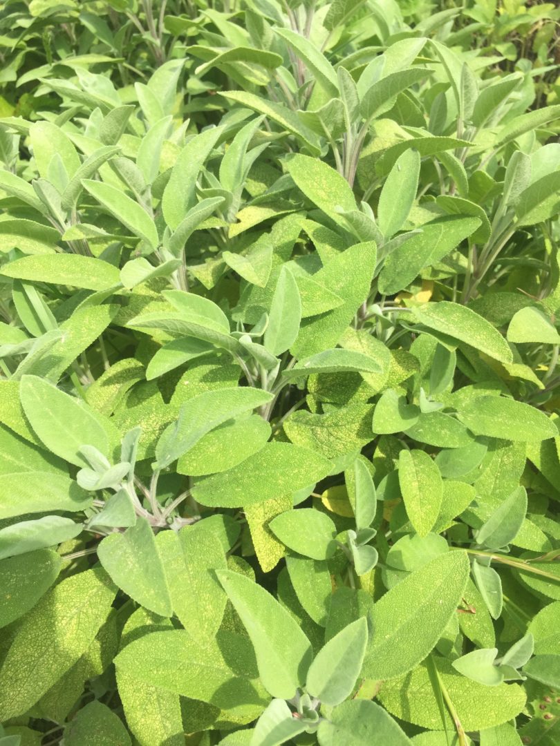 Sauge officinale verte BIO