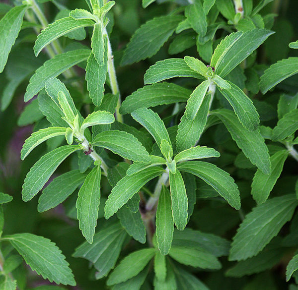 Stevia (Herbe à sucre) BIO