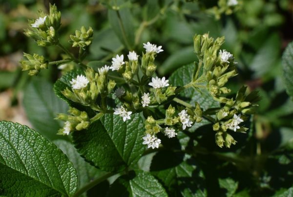 Stevia (Herbe à sucre) BIO – Image 2