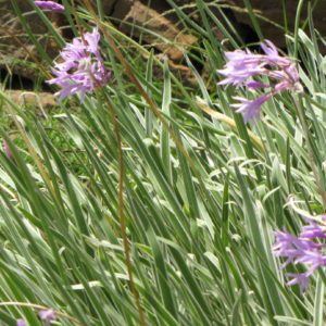 Tulbaghia3-e1568986014358-300x300